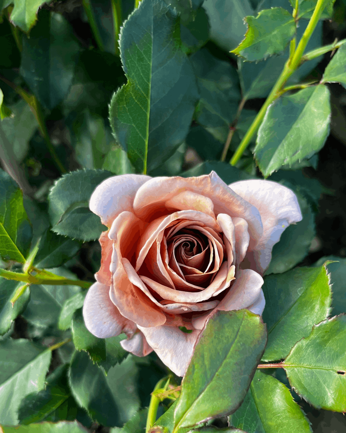 peenraroos Koko Loko 3