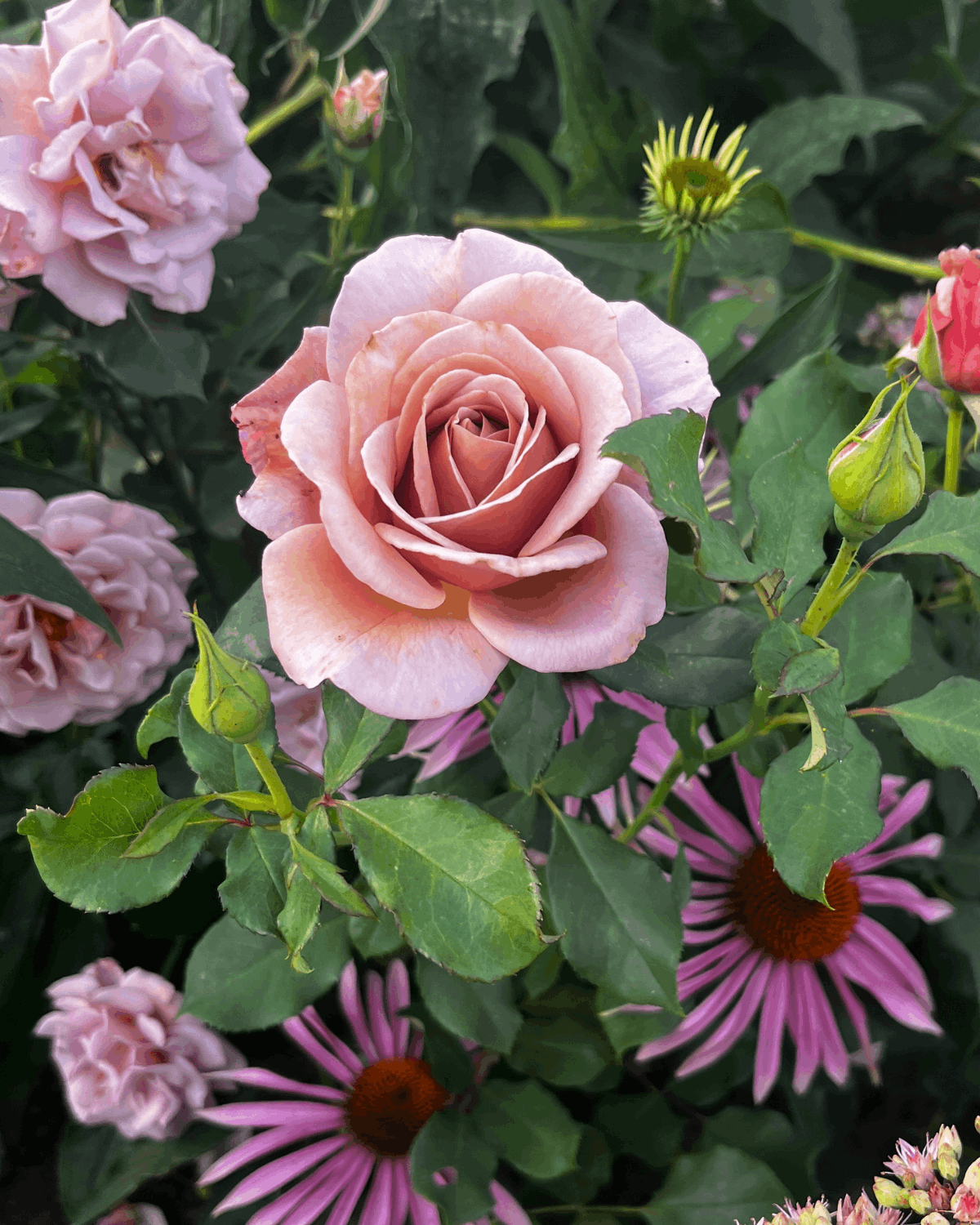 peenraroos Koko Loko 4