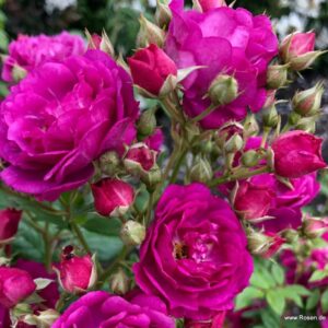 Roniroos Purple Siluetta