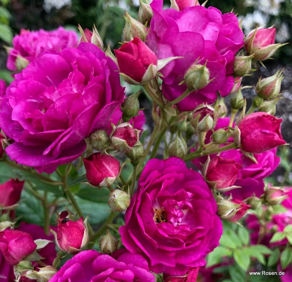 Roniroos Purple Siluetta