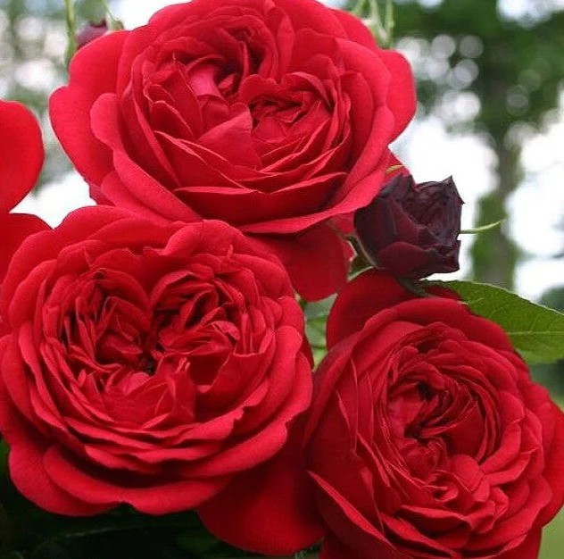 Peenraroos Rotkäppchen