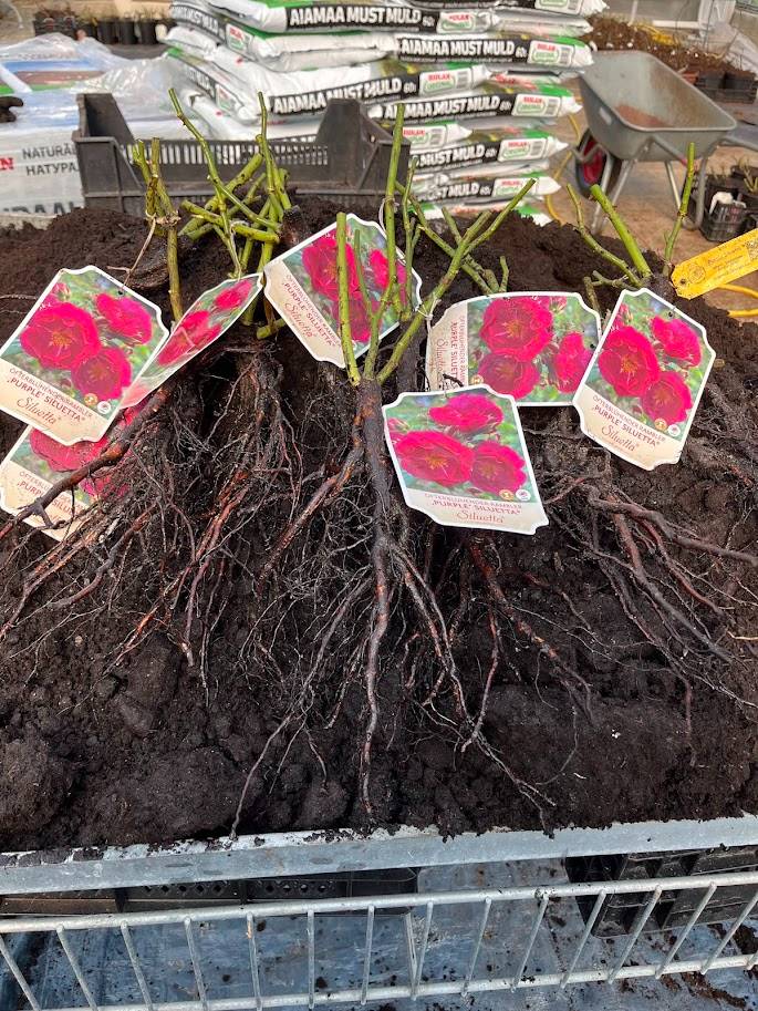 Roniroos Purple Siluetta