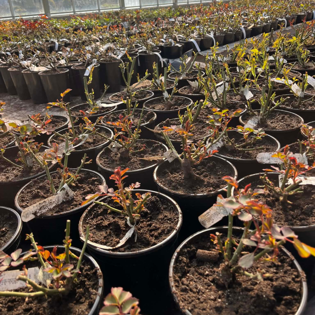 tellitud rooside väljastamine